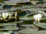 FZ029360 White water-lilies (Nymphaea alba) at Bosherston lily ponds.jpg